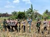 Dukung Program Pemerintah, Kapolres Pesibar Laksanakan Panen Raya Jagung Serentak Kwartal III
