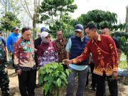 Dampingi Gubernur Lampung, Wabup Mad Hasnurin Dukung Peningkatan Produktivitas Kopi Lewat PHC di Kebun Induk Hanakau