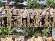 Panen Jagung Polres Lampung Barat Perkuat Sinergi Dukung Ketahanan Pangan Nasional