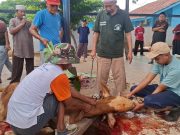 Perumnas JSP Semarakkan Idul Adha, 4 Sapi dan 8 Kambing Disembelih