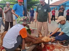 Perumnas JSP Semarakkan Idul Adha, 4 Sapi dan 8 Kambing Disembelih